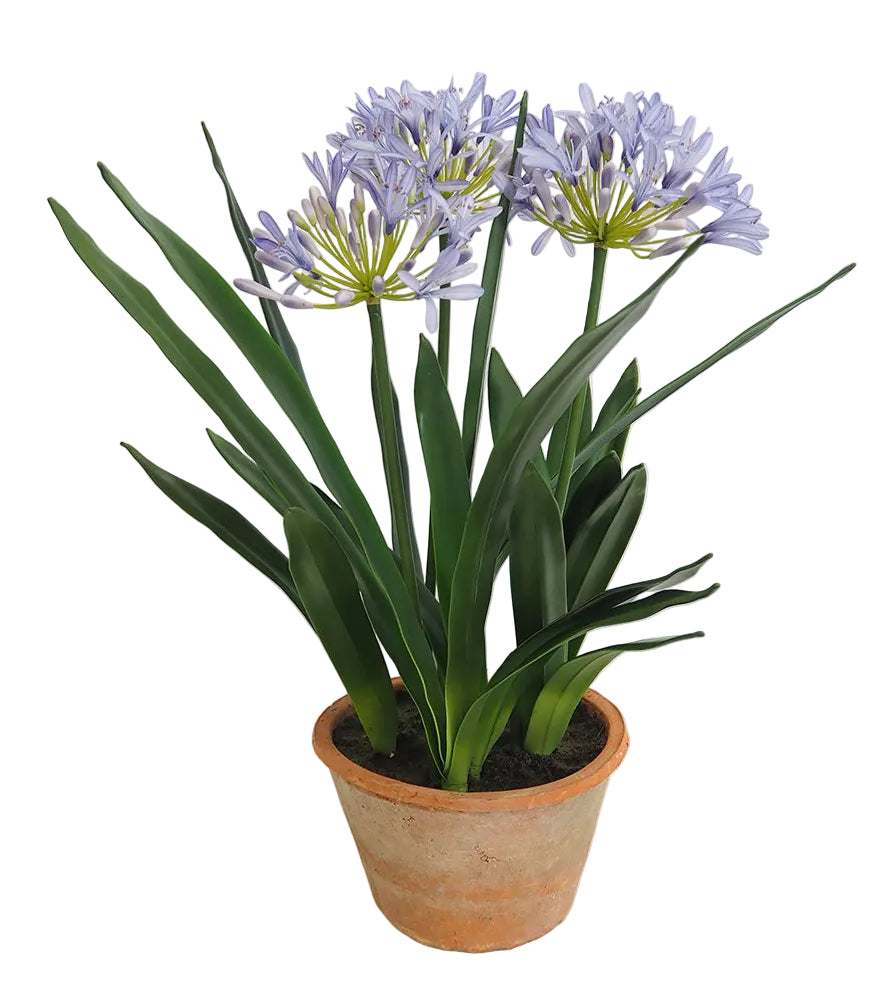 26" BLUE AGGAPANTHUS IN POT