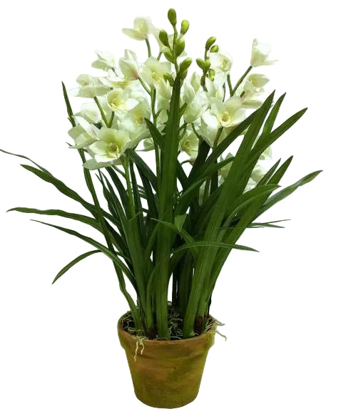 A potted white cymbidium orchid plant with long green leaves and several blooming white flowers, shown in a brown pot