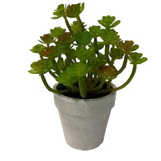 POTTED SUCCULENT