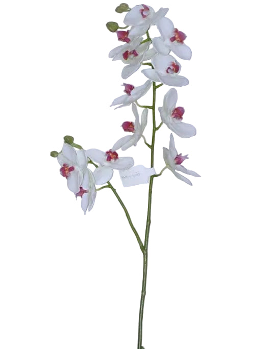 34.5" WHITE PHALAENOPSIS STEM