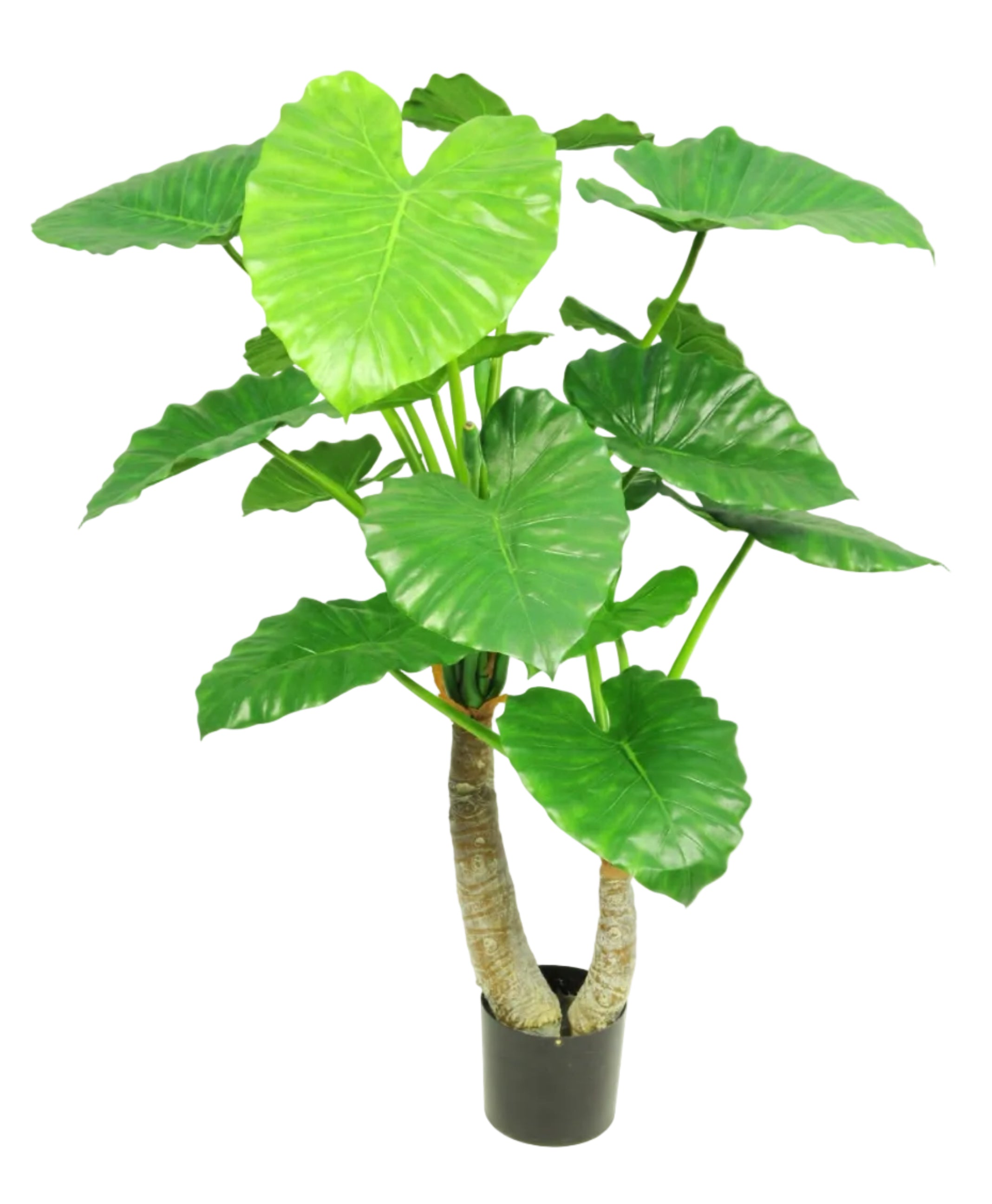 115CM GREEN ALOCASIA CALIDORA