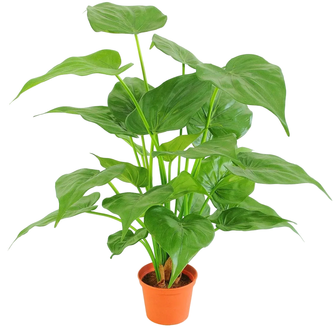 51CM POTTED ALOCASIA