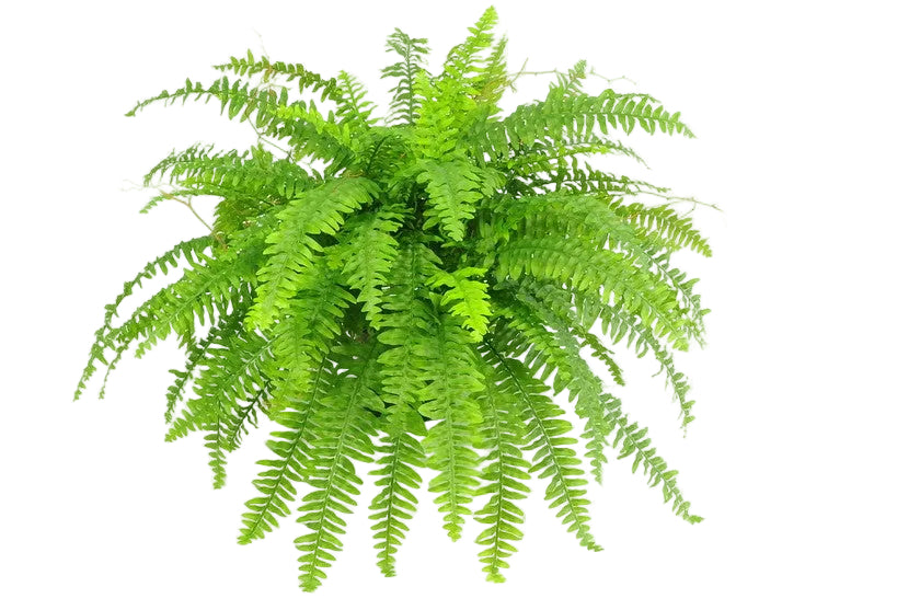 LARGE BOSTON FERN