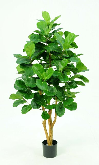 4' ROYAL FIDDLE LEAF TREE