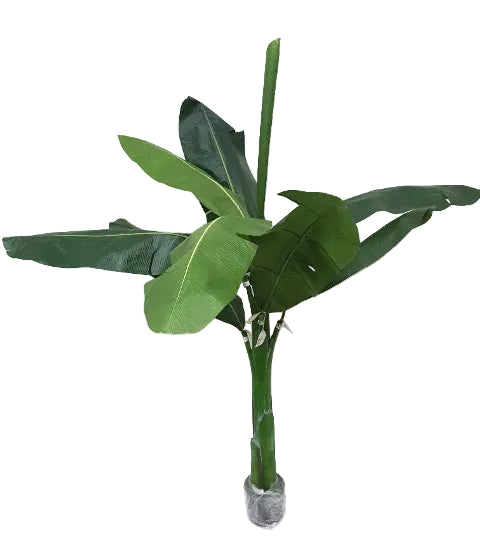 4' BANANA TREE