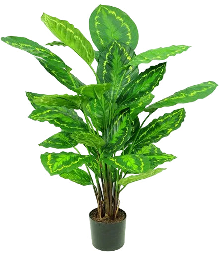 75CM CALATHEA ROSEOPICTA PLANT