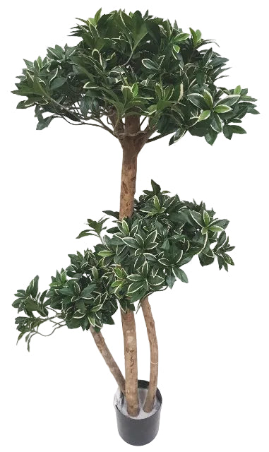 4' EUONYMUS JAPONICUS