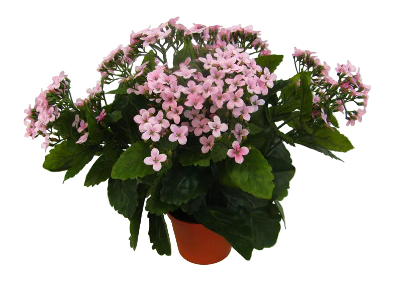 PINK KALANCHOE BUSH IN POT