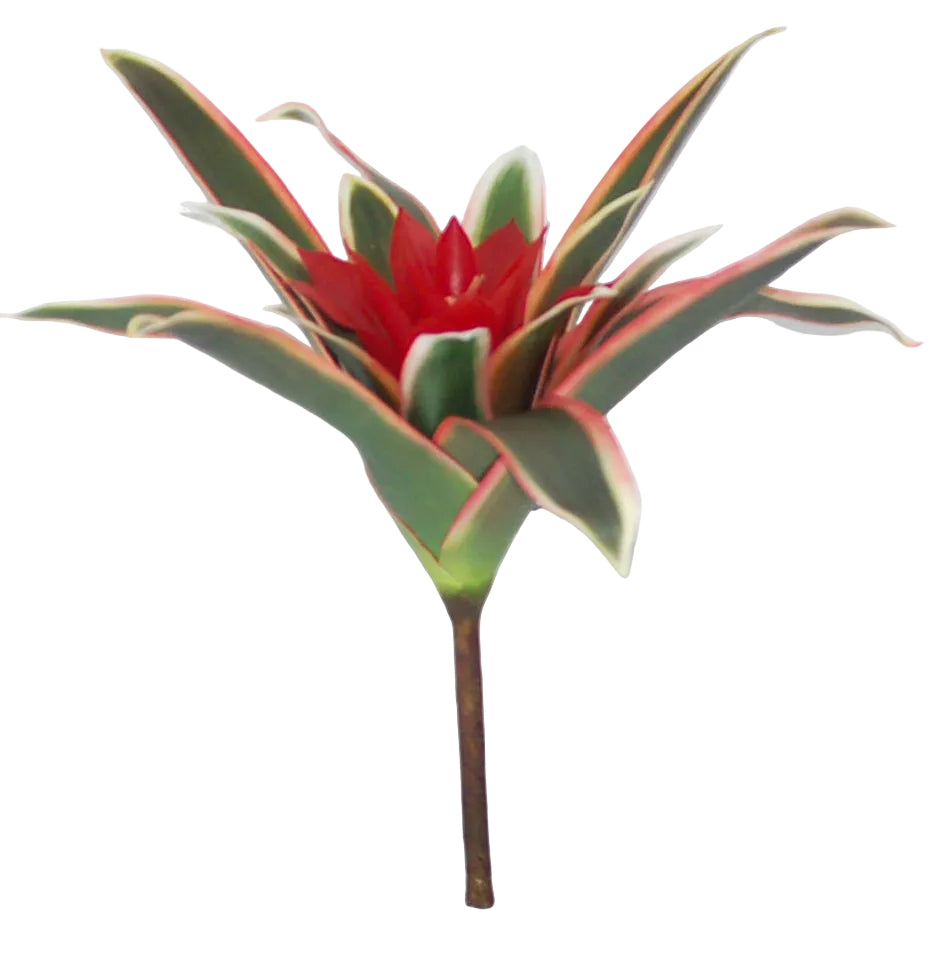 12" RED VARIEGATED BROMELIA