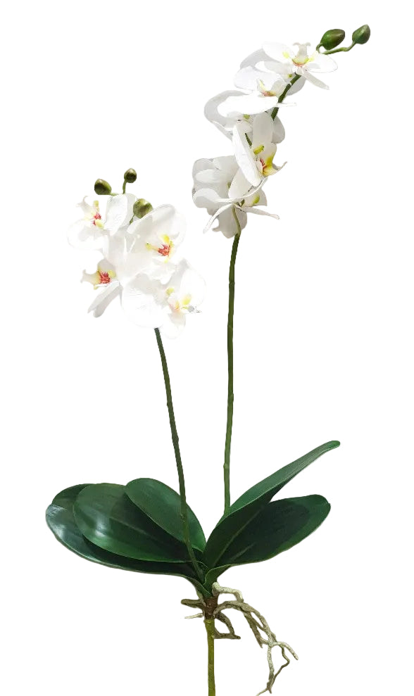 32" PHALAENOPSIS STEM W/ ROOTS AND LEAVES