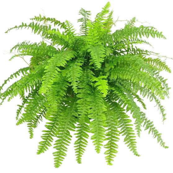 A vibrant green artificial fern plant with delicate, feathery fronds.