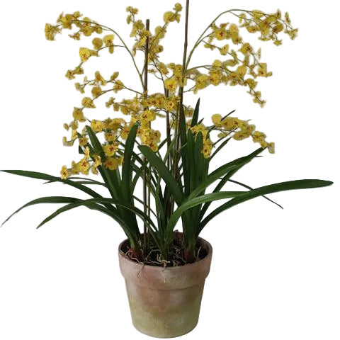 39" / 99CM YELLOW DANCING ORCHIDS IN A POT