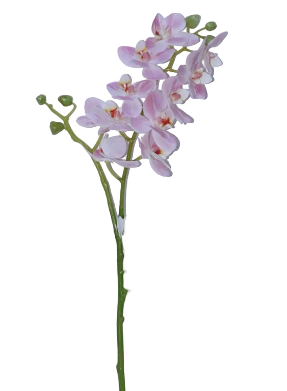 21.5" LT PINK PHALAENOPSIS STE