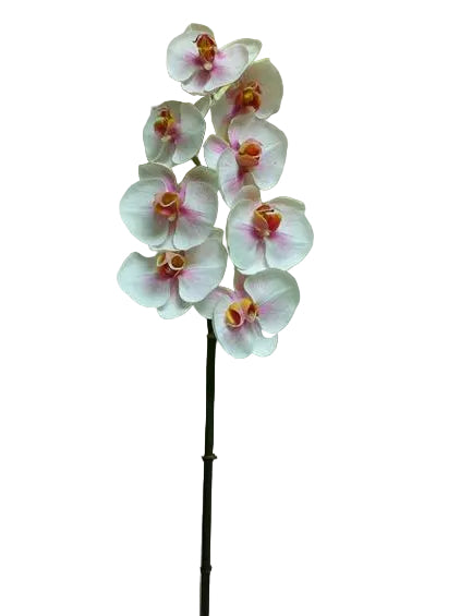 LIGHT PINK PHALAENOPSIS STEM