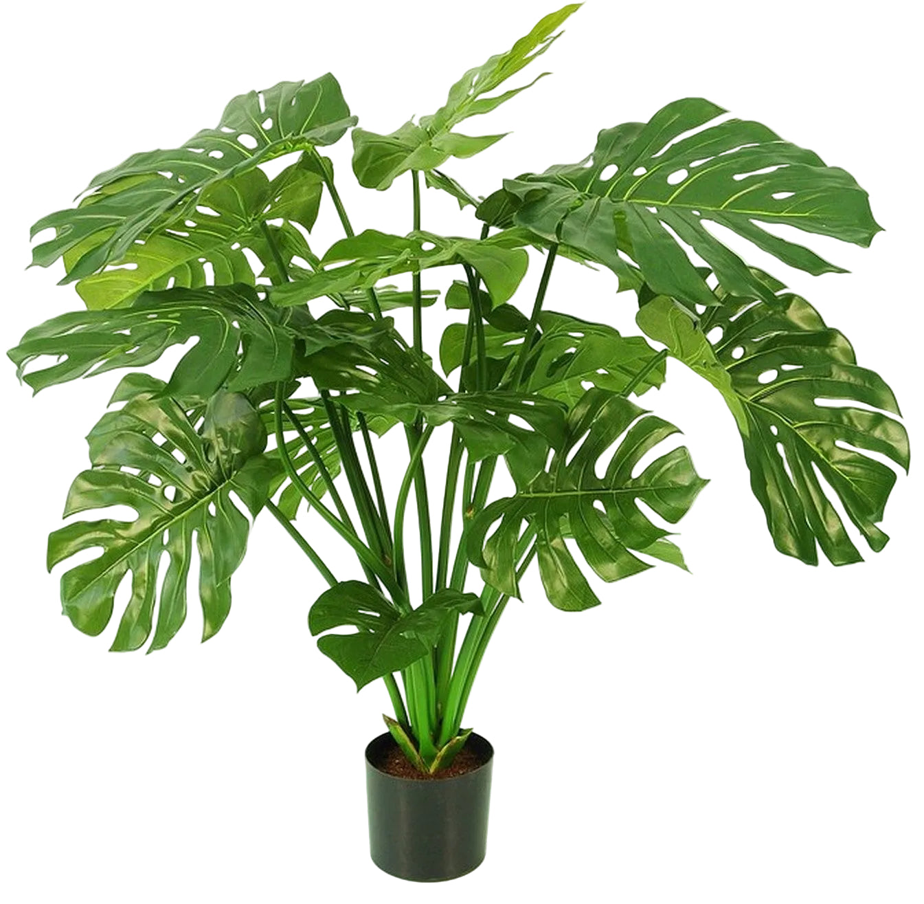 3FT SPLIT PHILO IN POT