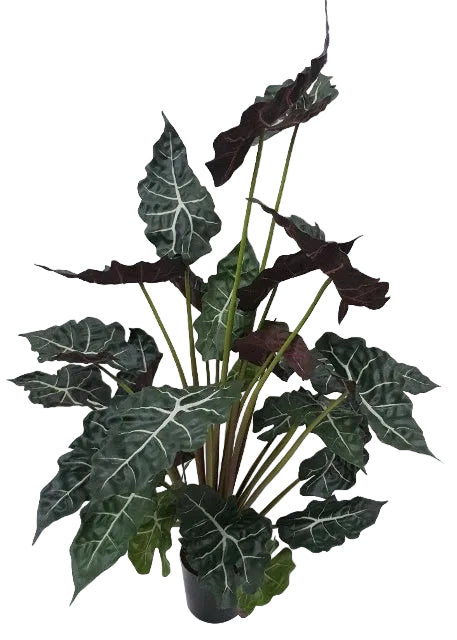 110CM RED ALOCASIA BUSH