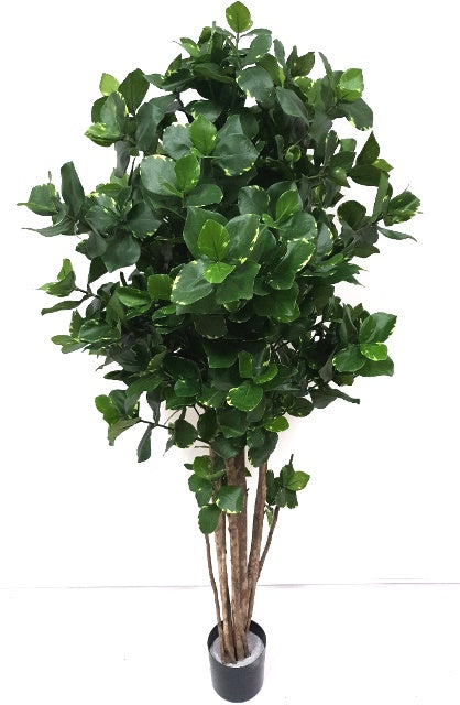 5' CLUSIA TREE