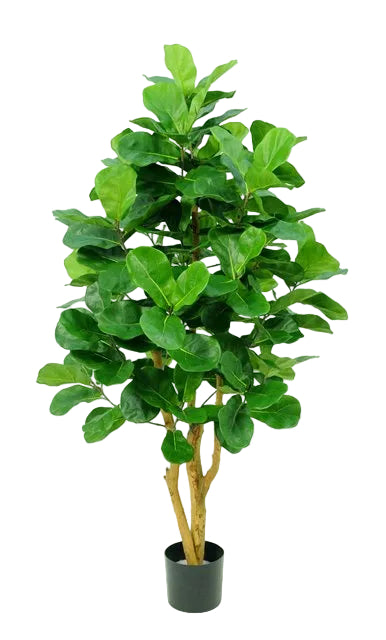 4FT / 121CM ROYAL FIDDLE LEAF TREE
