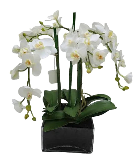 L/S PHAL IN GLASS