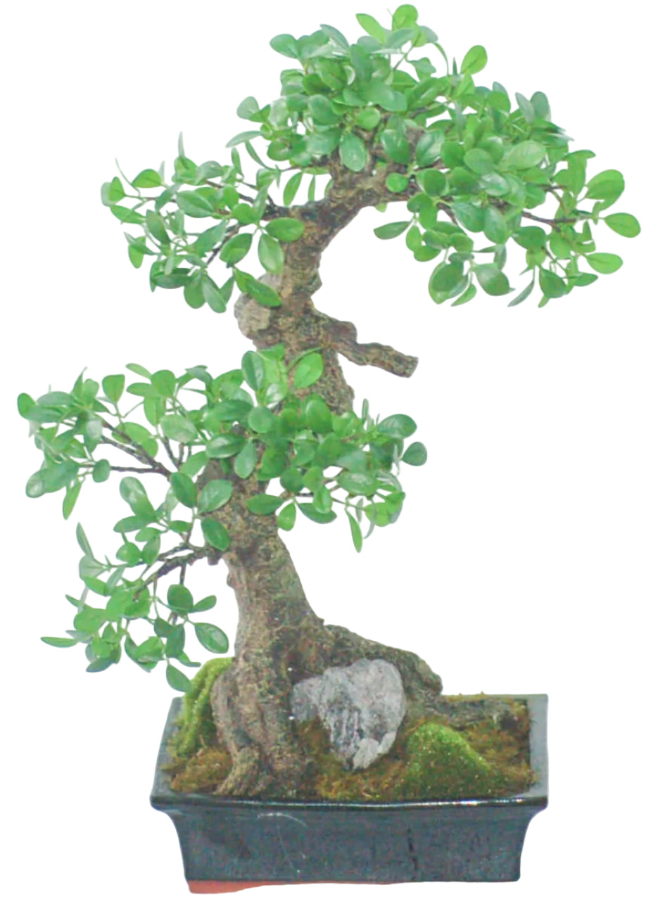 24" BONSAI TREE
