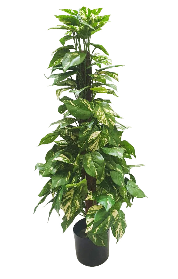 3' POTHOS VINE ON COCONUT POLE