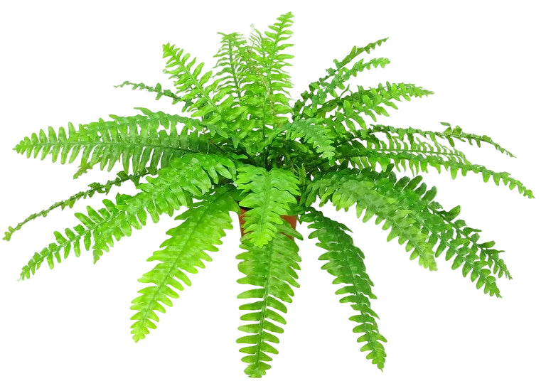 A vibrant green artificial fern plant with detailed, realistic fronds, isolated on a solid white background.