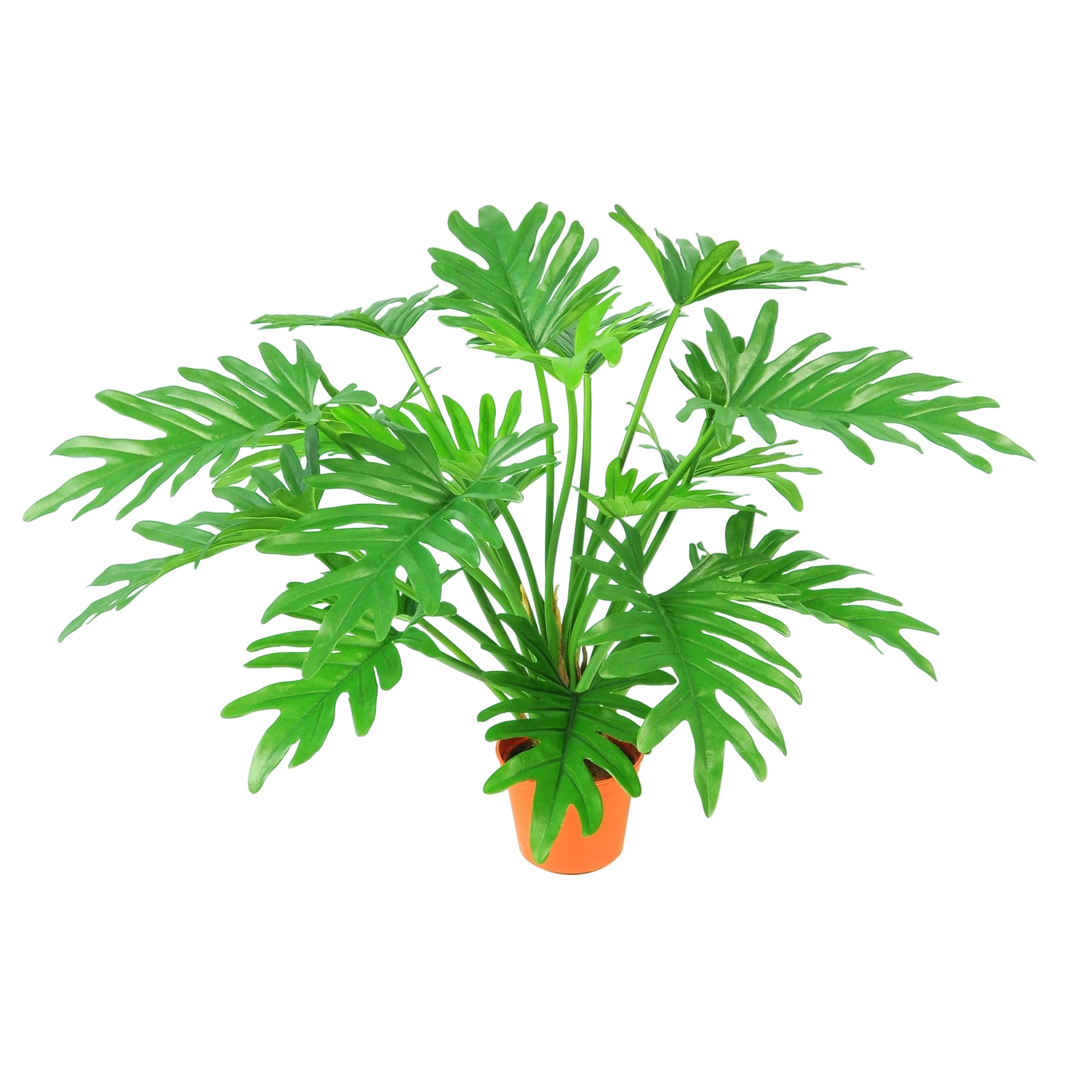 50CM PHILODENDRON SELLOUM